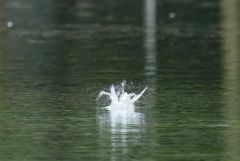 Sterne pierregarin - Sterna hirundo - Common Tern<br>Région parisienne