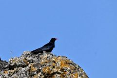 Crave à bec rouge - Pyrrhocorax pyrrhocorax - Red-billed Chough<br>Grands Causses