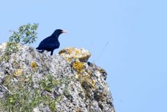 Crave à bec rouge - Pyrrhocorax pyrrhocorax - Red-billed Chough<br>Grands Causses