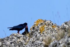 Crave à bec rouge - Pyrrhocorax pyrrhocorax - Red-billed Chough<br>Grands Causses