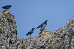 Crave à bec rouge - Pyrrhocorax pyrrhocorax - Red-billed Chough<br>Grands Causses