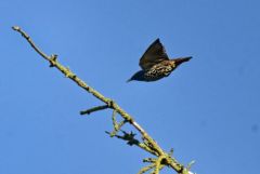 Étourneau sansonnet - Sturnus vulgaris - Common Starling<br>Vendée