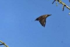 Étourneau sansonnet - Sturnus vulgaris - Common Starling<br>Vendée
