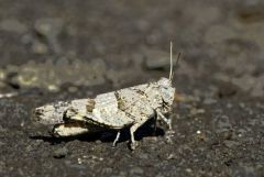 Oedipode turquoise - Oedipoda caerulescens<br>Vendée