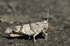 Oedipode turquoise - Oedipoda caerulescens<br>Vendée