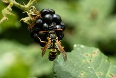 Poliste - Polistes dominula<br>Vendée
