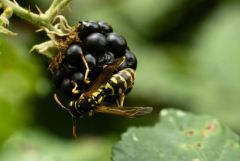 Poliste - Polistes dominula<br>Vendée