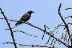 Étourneau sansonnet - Sturnus vulgaris - Common Starling<br>Vendée