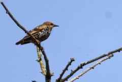 Étourneau sansonnet juvénile - Sturnus vulgaris - Common Starling<br>Vendée