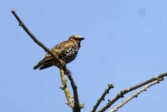 Étourneau sansonnet juvénile - Sturnus vulgaris - Common Starling<br>Vendée