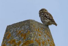 Chevêche d'Athéna - Athene noctua - Little Owl<br>Vendée