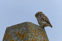 Chevêche d'Athéna - Athene noctua - Little Owl<br>Vendée