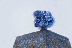 Chevêche d'Athéna - Athene noctua - Little Owl<br>Vendée