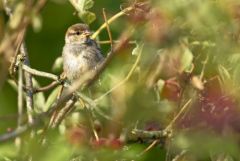 Moineau domestique ♀ - Passer domesticus - House Sparrow<br>Vendée