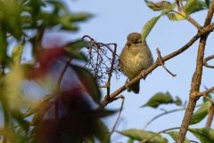 Moineau domestique juvénile - Passer domesticus - House Sparrow<br>Vendée