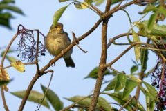 Moineau domestique juvénile - Passer domesticus - House Sparrow<br>Vendée