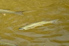 Mulet sp.<br>Vendée