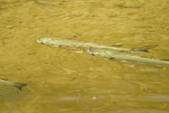 Mulet sp.<br>Vendée