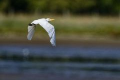 Héron garde-boeufs - Bubulcus ibis - Western Cattle Egret<br>Vendée