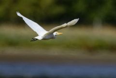 Héron garde-boeufs - Bubulcus ibis - Western Cattle Egret<br>Vendée