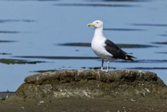 Goéland marin - Larus marinus - Great Black-backed Gull<br>Vendée