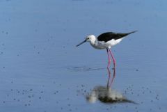 Échasse blanche - Himantopus himantopus - Black-winged Stilt<br>Vendée