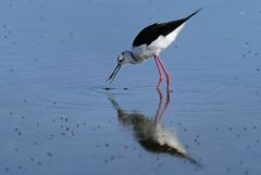 Échasse blanche - Himantopus himantopus - Black-winged Stilt<br>Vendée