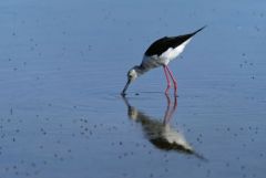 Échasse blanche - Himantopus himantopus - Black-winged Stilt<br>Vendée