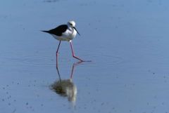 Échasse blanche - Himantopus himantopus - Black-winged Stilt<br>Vendée