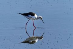 Échasse blanche - Himantopus himantopus - Black-winged Stilt<br>Vendée