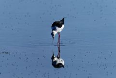Échasse blanche - Himantopus himantopus - Black-winged Stilt<br>Vendée