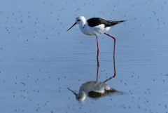 Échasse blanche - Himantopus himantopus - Black-winged Stilt<br>Vendée
