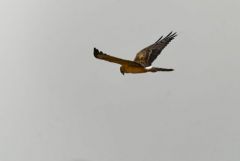 Busard cendré juvénile - Circus pygargus - Montagu's Harrier<br>Région Parisienne