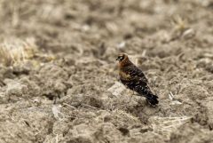 Busard cendré juvénile - Circus pygargus - Montagu's Harrier<br>Région Parisienne