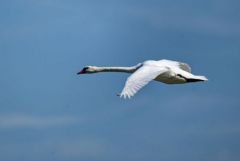 Cygne tuberculé - Cygnus olor - Mute Swan<br>Région parisienne