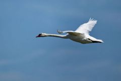 Cygne tuberculé - Cygnus olor - Mute Swan<br>Région parisienne