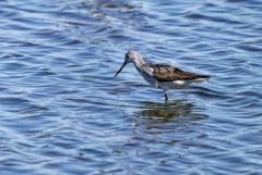 Chevalier aboyeur - Tringa nebularia - Common Greenshank<br>Vendée
