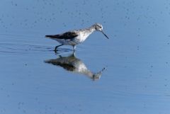 Chevalier aboyeur - Tringa nebularia - Common Greenshank<br>Vendée