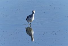 Chevalier aboyeur - Tringa nebularia - Common Greenshank<br>Vendée