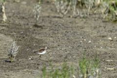 Chevalier guignette - Actitis hypoleucos - Common Sandpiper<br>