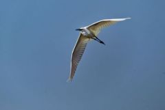 Aigrette garzette - Egretta garzetta - Little Egret<br>Vendée