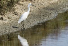 Aigrette garzette - Egretta garzetta - Little Egret<br>Vendée