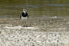 Vanneau huppé - Vanellus vanellus - Northern Lapwing<br>Vendée