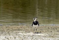 Vanneau huppé - Vanellus vanellus - Northern Lapwing<br>Vendée