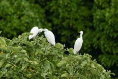 Héron garde-boeufs - Bubulcus ibis - Western Cattle Egret<br>Vendée