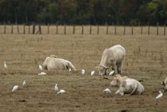 Héron garde-boeufs - Bubulcus ibis - Western Cattle Egret<br>Vendée