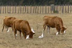 Héron garde-boeufs - Bubulcus ibis - Western Cattle Egret<br>Vendée