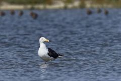 Goéland marin - Larus marinus - Great Black-backed Gull<br>Vendée