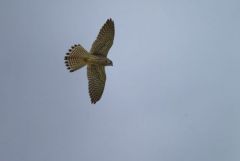 Faucon crécerelle juvénile - Falco tinnunculus - Common Kestrel<br>Région Parisienne
