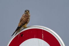 Faucon crécerelle ♂ - Falco tinnunculus - Common Kestrel<br>Région Parisienne